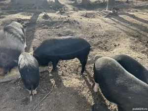 Porci Vietnamezi de vanzare 