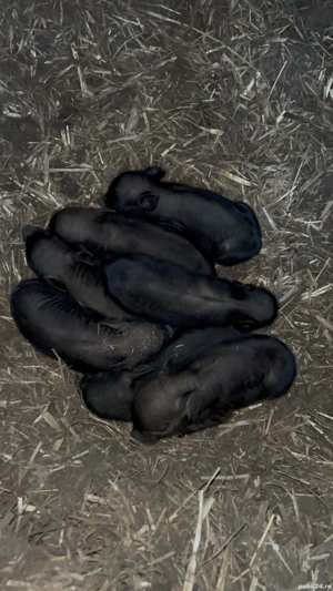 Porci Vietnamezi de vanzare  - imagine 5