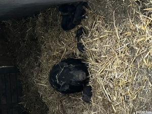 Porci Vietnamezi de vanzare  - imagine 4