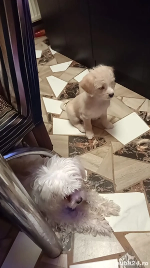 Vând cățeluși bichoni maltez - imagine 3