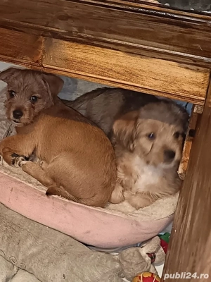 Vând cățeluși bichoni maltez - imagine 4