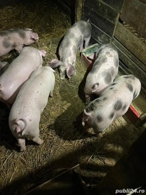 Purcei de vanzare - imagine 3