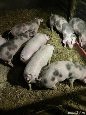 Purcei de vanzare - imagine 2