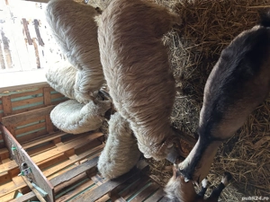 Oi de vânzare (3 oi și un berbec )