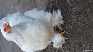 ouă pentru incubat brahma  - imagine 4