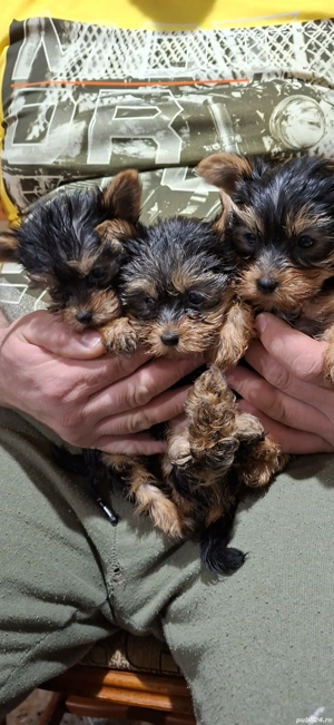 yorkshire Terrier