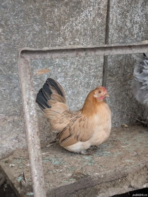 porumbei voltați indieni  - imagine 2