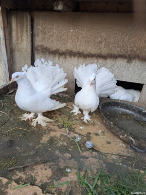 porumbei voltați indieni  - imagine 3