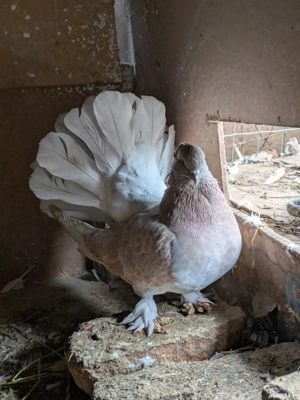 porumbei voltați indieni  - imagine 4