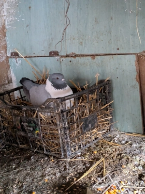 porumbei voltați indieni  - imagine 5