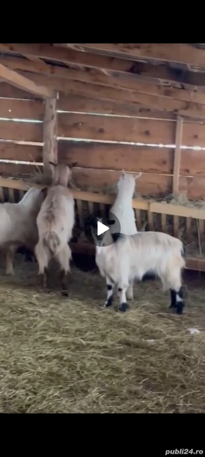 vand urgent - imagine 2