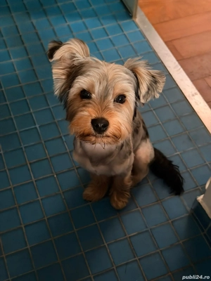 Yorkshire terrier standard  - imagine 2