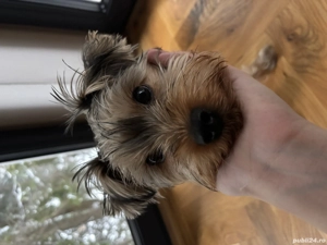 Yorkshire terrier standard 