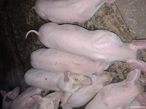 Vand purcei de 7 saptamani - imagine 2