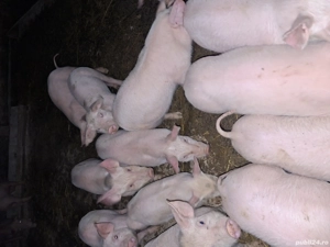 Vand purcei de 7 saptamani - imagine 3