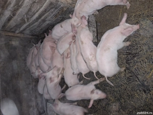 Vand purcei de 7 saptamani - imagine 5