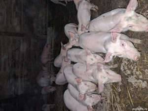 Vand purcei de 7 saptamani - imagine 4