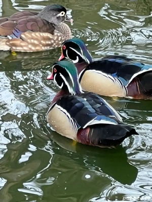 rate carolin  - imagine 2