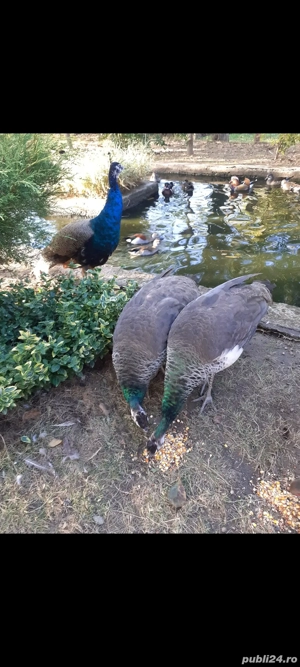 pereche pauni  - imagine 2