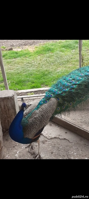 pereche pauni  - imagine 3