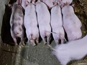 De vânzare  - imagine 2