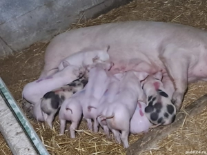 De vânzare  - imagine 4