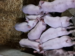 De vânzare  - imagine 3