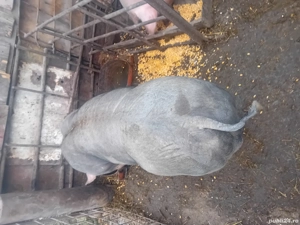 vier pentru reproductie 140 kg - imagine 3