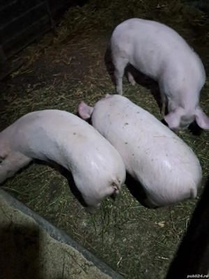 purcei de vanzare - imagine 2