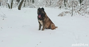 Vând câine ciobănesc  - imagine 3