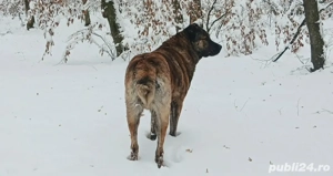 Vând câine ciobănesc  - imagine 4