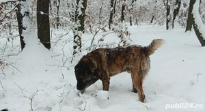 Vând câine ciobănesc  - imagine 2