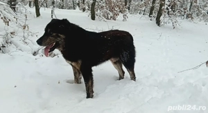 Vând câine ciobănesc 