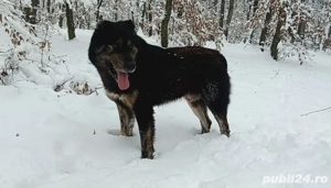 Vând câine ciobănesc  - imagine 2