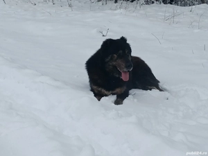 Vând câine ciobănesc  - imagine 3