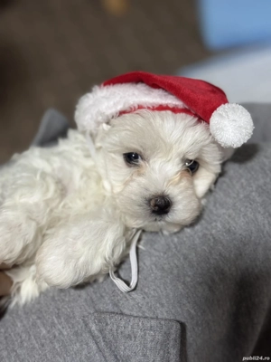 Caine Bichon mini toy rasa pura - imagine 3