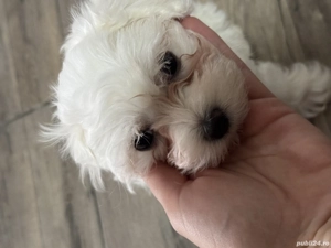 Caine Bichon mini toy rasa pura - imagine 2