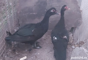 Rațe mute  - imagine 3