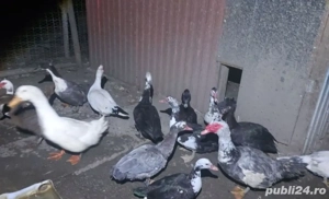 Rațe mute  - imagine 2