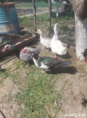 Rațe mute  - imagine 4