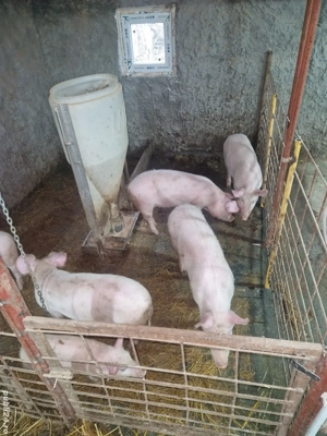 Purcei de vanzare 