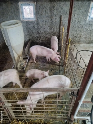 Purcei de vanzare  - imagine 2