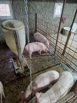 Purcei de vanzare  - imagine 3