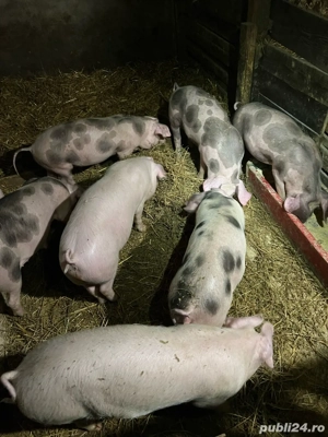 Purcei de vanzare  - imagine 2