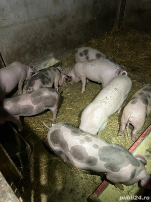 Purcei de vanzare  - imagine 4