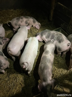 Purcei de vanzare  - imagine 5