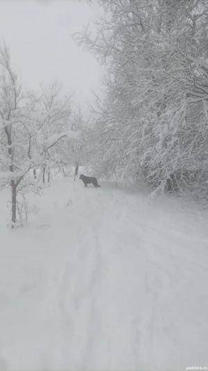 Catel de vanzare - imagine 3