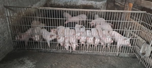 Purcei deparazitați  de vanzare 20 25 kg