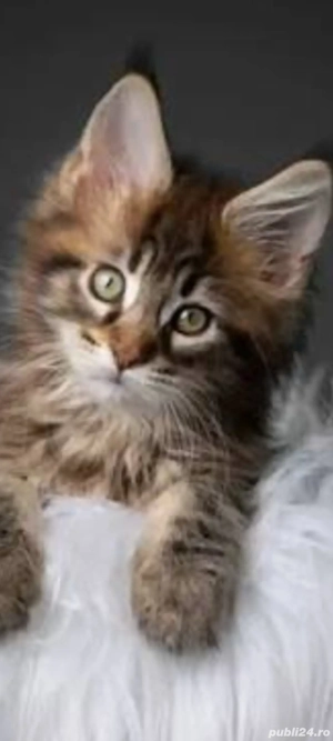 Maine coon!!!