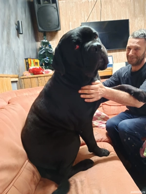 căței cane corso